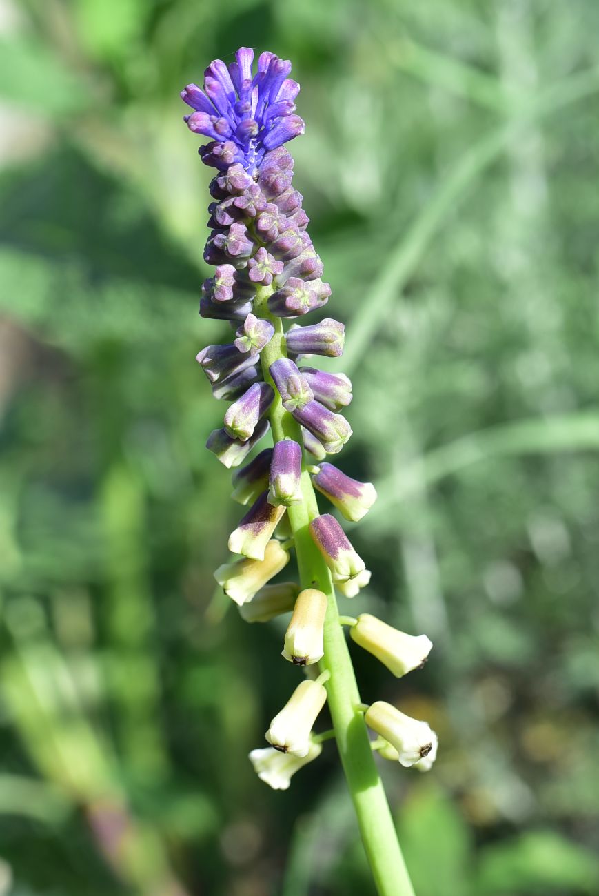 Image of familia Hyacinthaceae specimen.