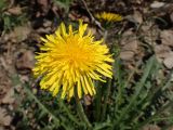 Taraxacum multisectum. Соцветие. Хабаровский край, г. Комсомольск-на-Амуре, обочина дороги. 22.05.2026.