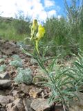 Linaria incompleta