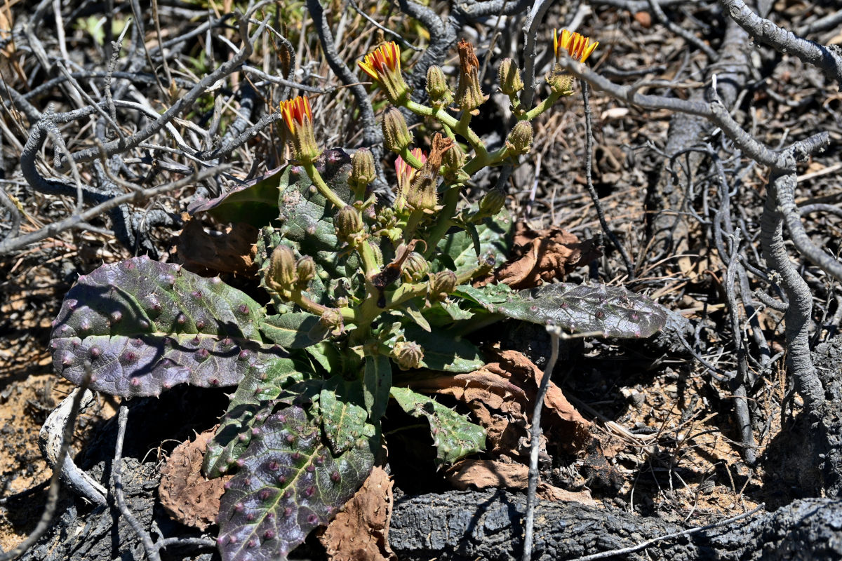Image of Helminthotheca spinosa specimen.