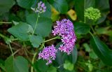 Pericallis aurita