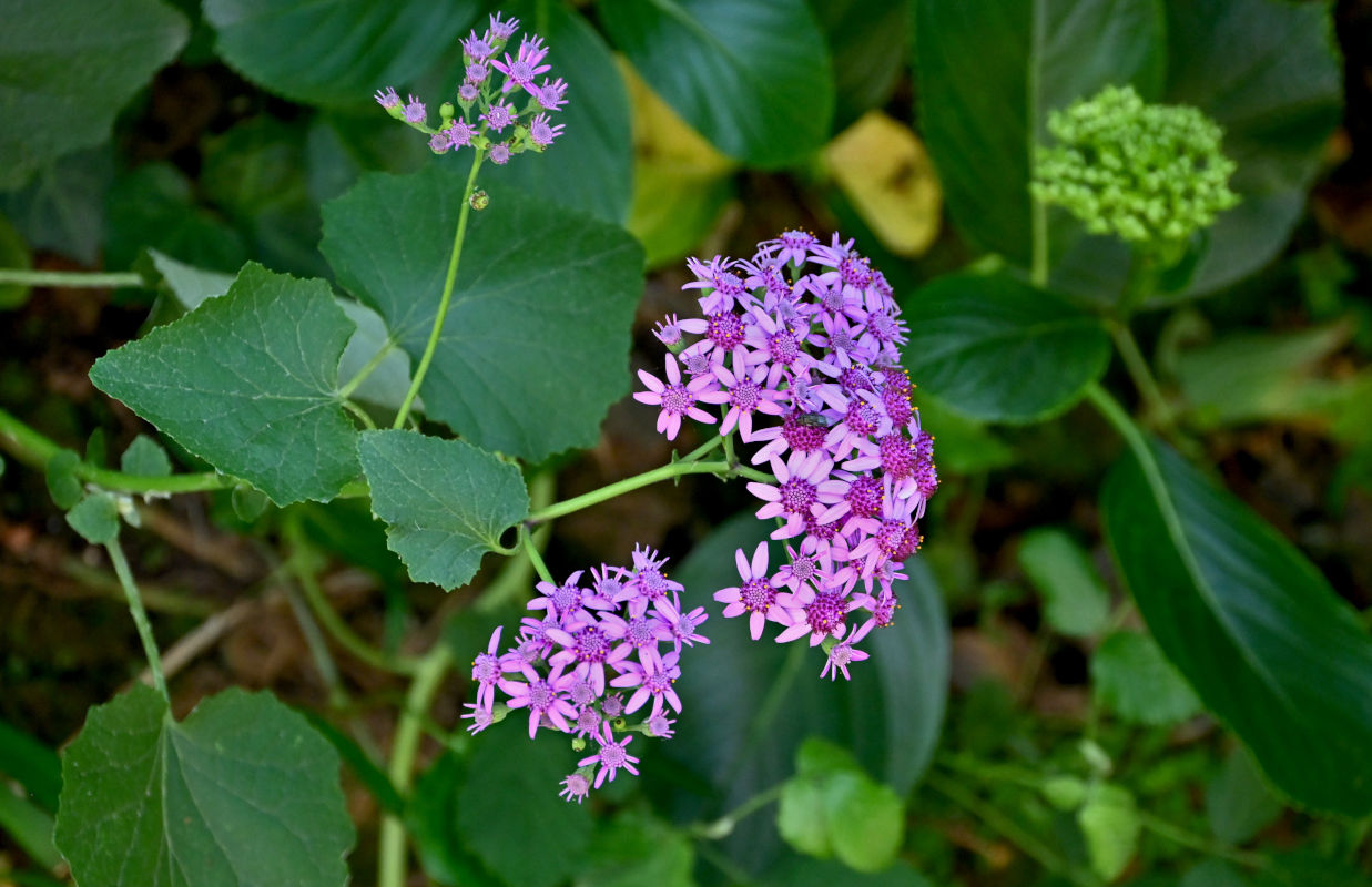 Изображение особи Pericallis aurita.
