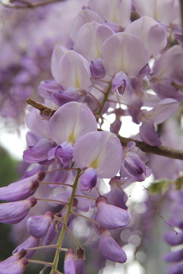 Image of Wisteria sinensis specimen.