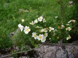 genus Rosa