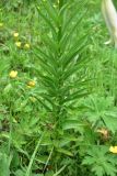 genus Lilium. Часть побега. Турция, ил Артвин, окр. дер. Кашикли, склон, который спускается к р. Корпусу от мечети, луг. 12 июня 2026 г.