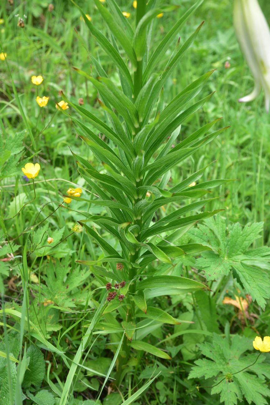 Image of genus Lilium specimen.