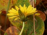 Taraxacum glabrum. Соцветие-корзинка (вид на обёртку). Полярный Урал, перевал Ханмейнырд (между дол. рек Большой Ханмей и Кемьрезьрузь), ивково-травяная тундра. 20.08.2026.