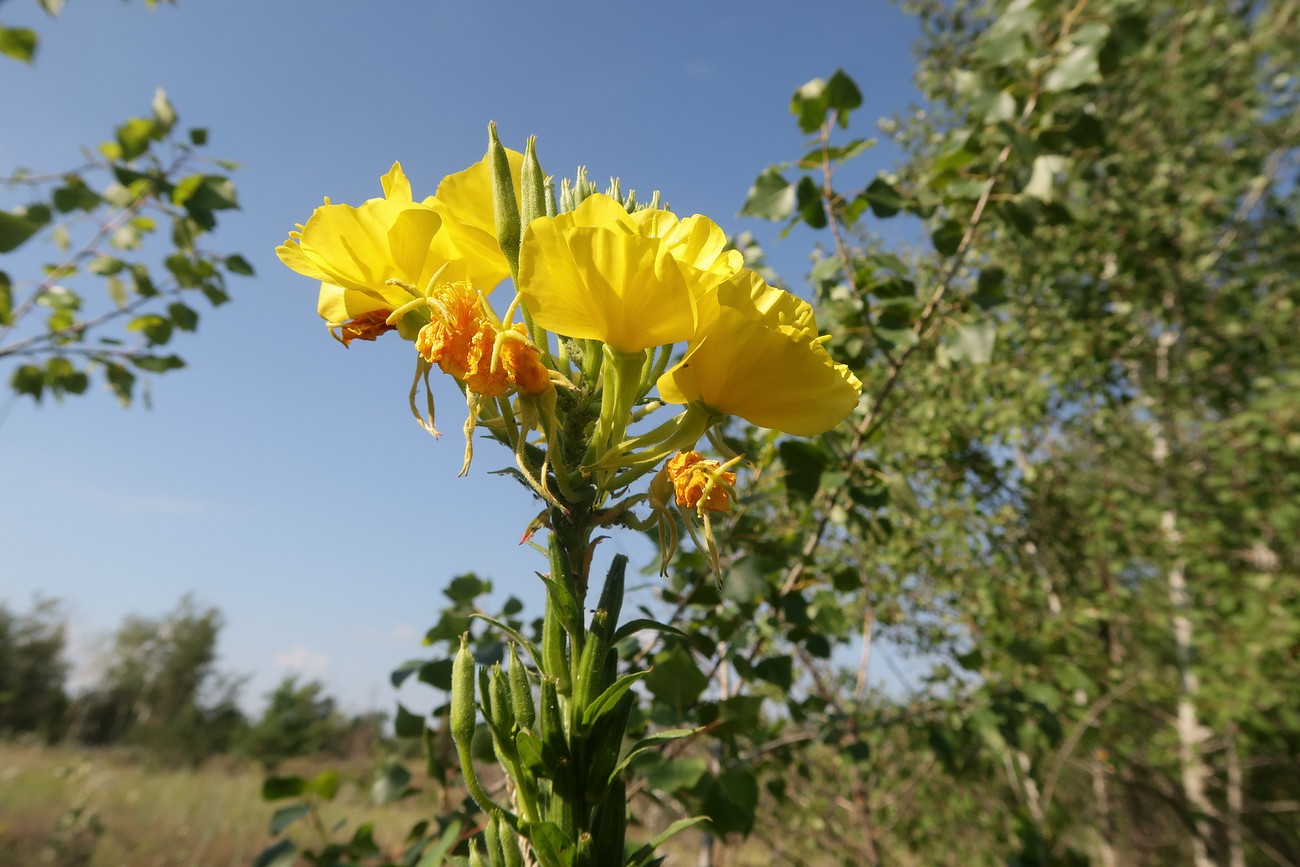 Изображение особи Oenothera biennis.
