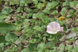 Calystegia soldanella. Побеги с цветком. Приморский край, Хасанский р-н, Зарубинское гор. пос., окр. с. Витязь, прибрежная каменистая терраса. 23.07.2026.
