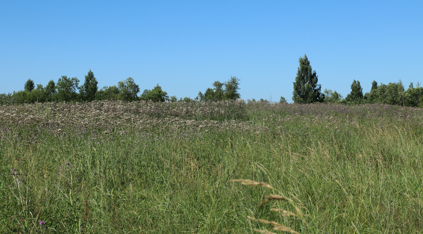 Изображение особи Cirsium arvense.
