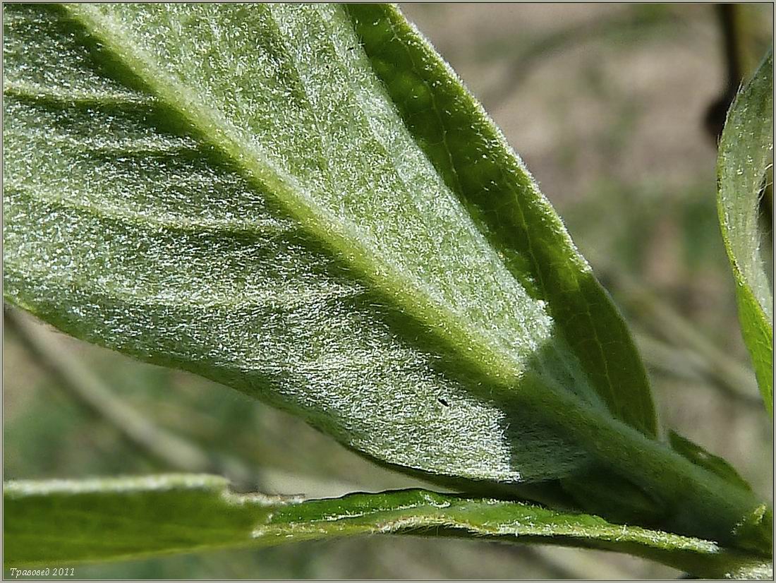 Image of Salix &times; holosericea specimen.