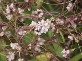 Cuscuta epithymum