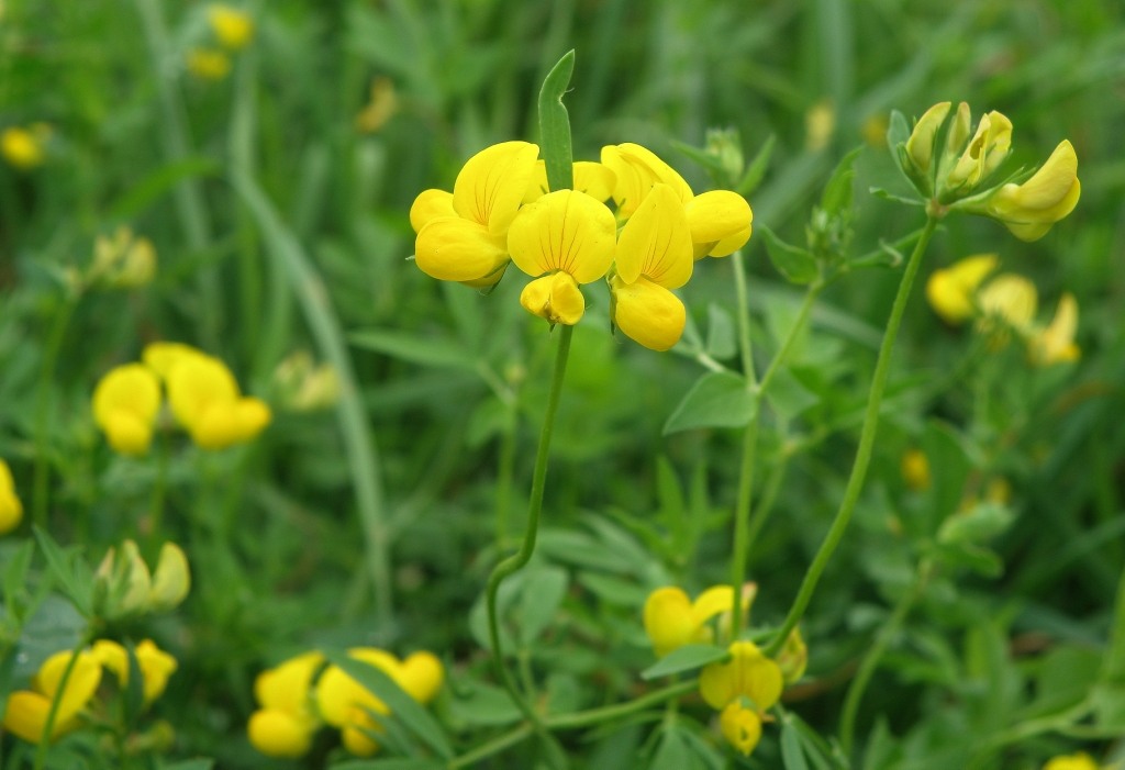 Image of genus Lotus specimen.