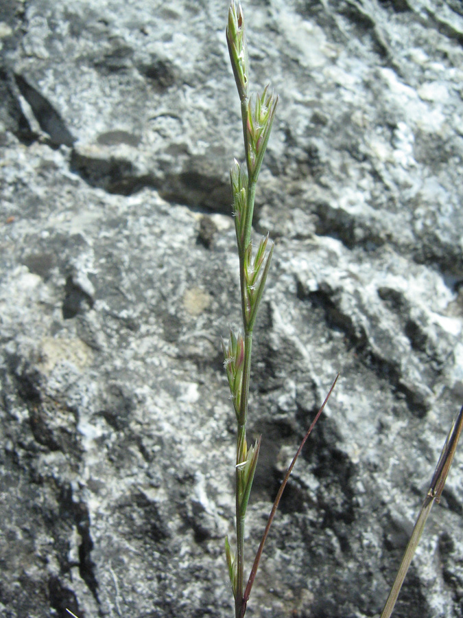 Image of Lolium loliaceum specimen.