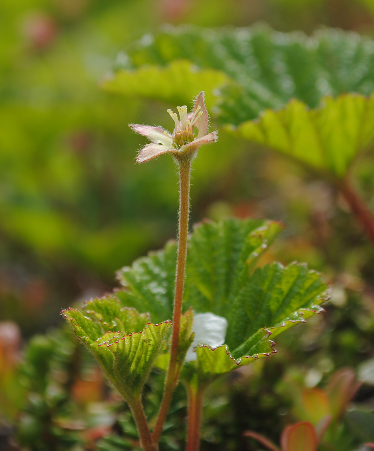Image of Rubus chamaemorus specimen.