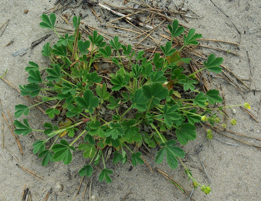 Image of Potentilla incana specimen.
