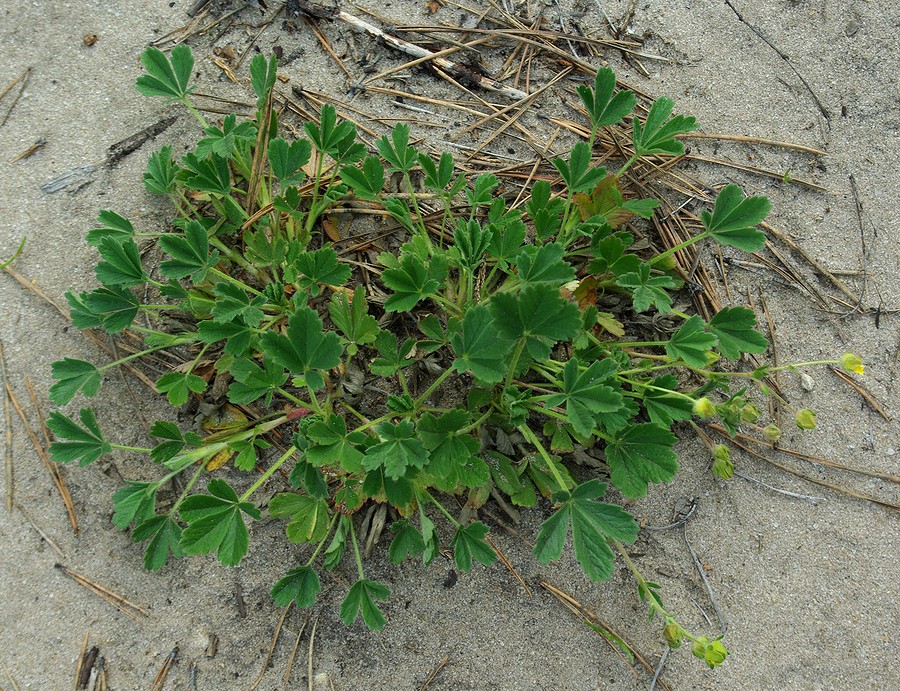 Изображение особи Potentilla incana.