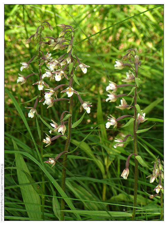 Изображение особи Epipactis palustris.