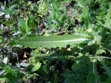 Sonchus arvensis ssp. uliginosus