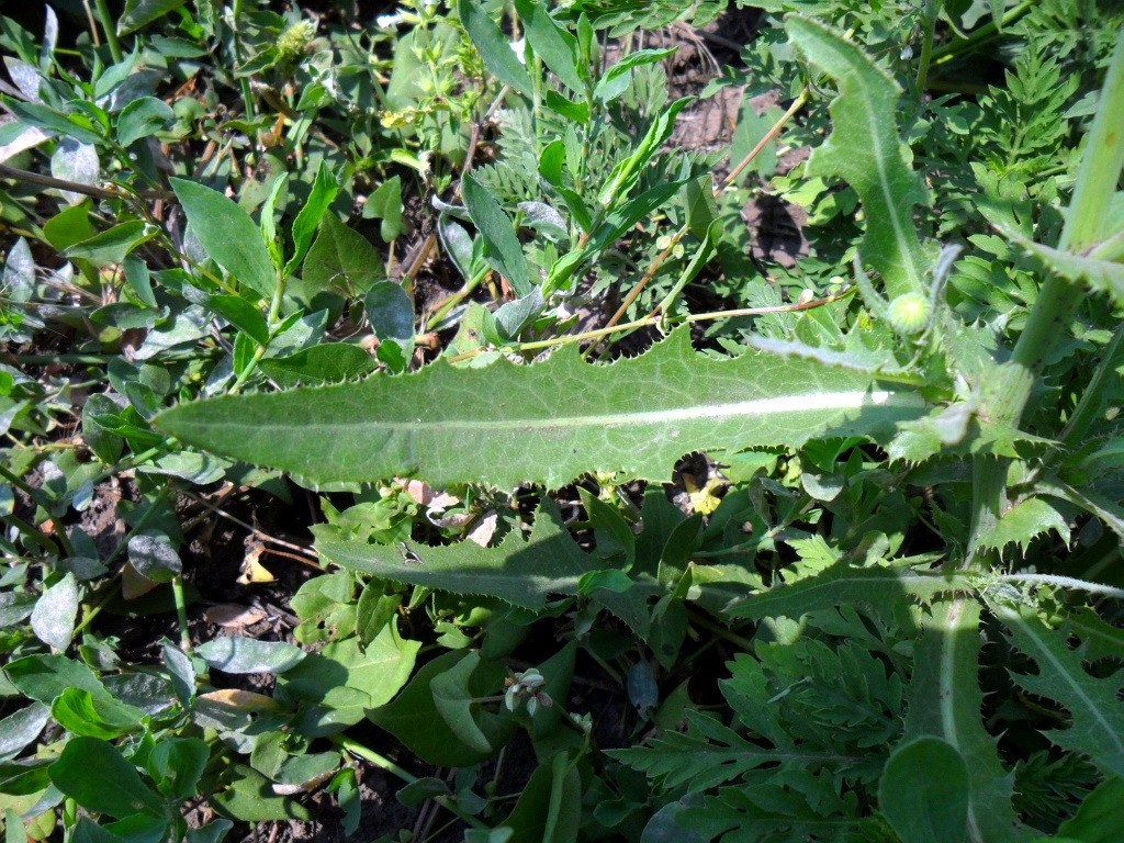 Image of Sonchus arvensis ssp. uliginosus specimen.