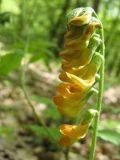 Lathyrus aureus. Верхушка соцветия. Крым, Севастополь, Балаклавский р-н, Ласпи. 14 мая 2011 г.