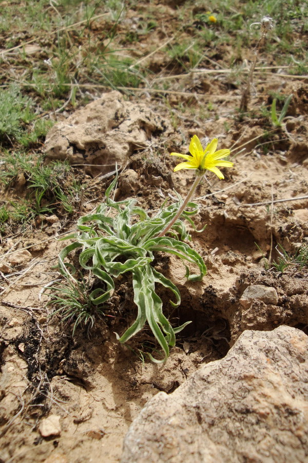 Image of Scorzonera gorovanica specimen.