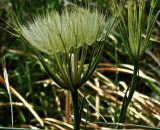 Geropogon hybridus
