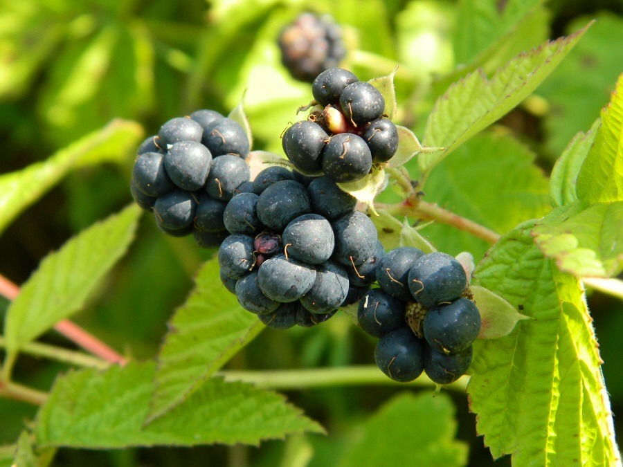 Image of Rubus caesius specimen.