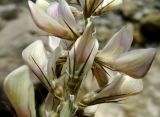 Hedysarum macranthum