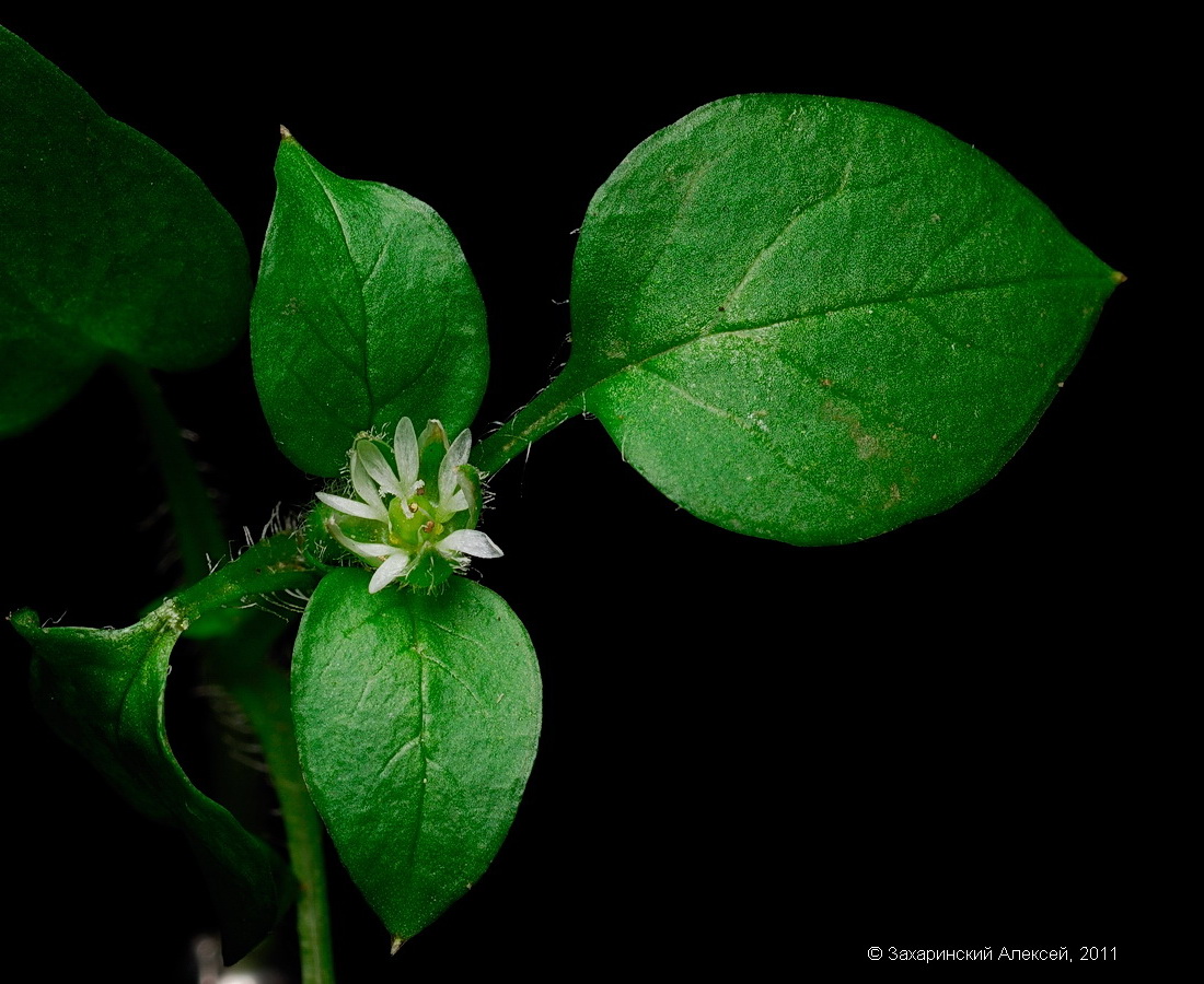 Image of Stellaria media specimen.