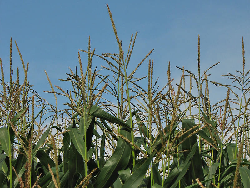 Image of Zea mays specimen.