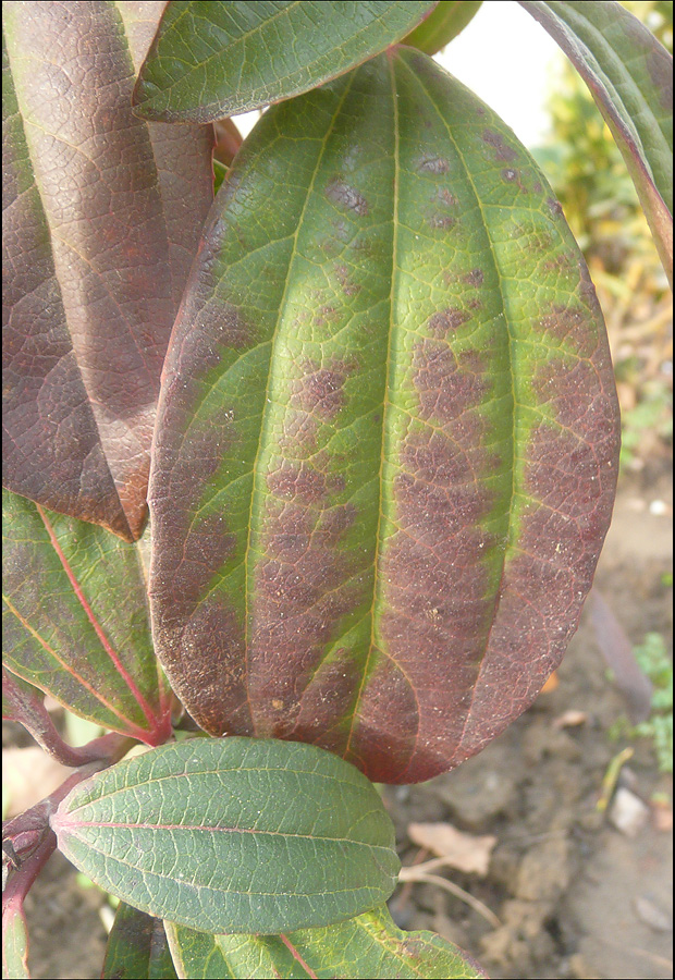 Изображение особи Viburnum cinnamomifolium.
