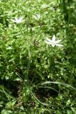 род Ornithogalum