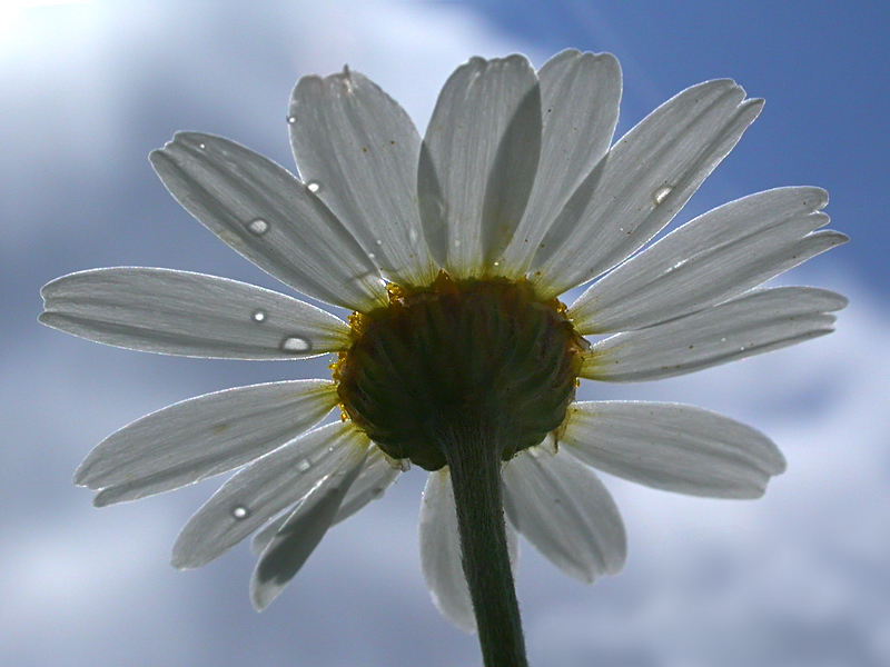 Image of Anthemis arvensis specimen.