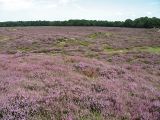 Calluna vulgaris