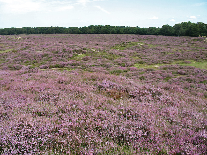 Изображение особи Calluna vulgaris.