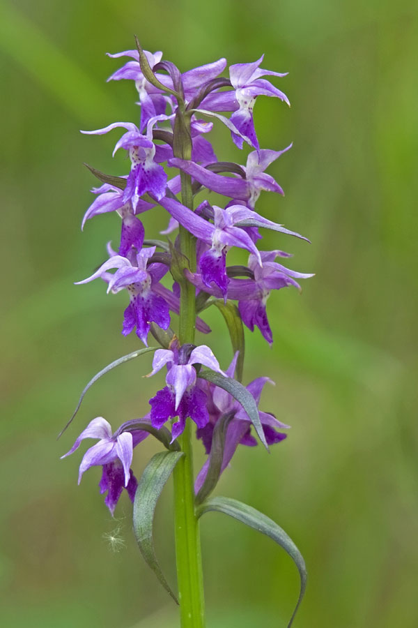 Image of Dactylorhiza aristata specimen.