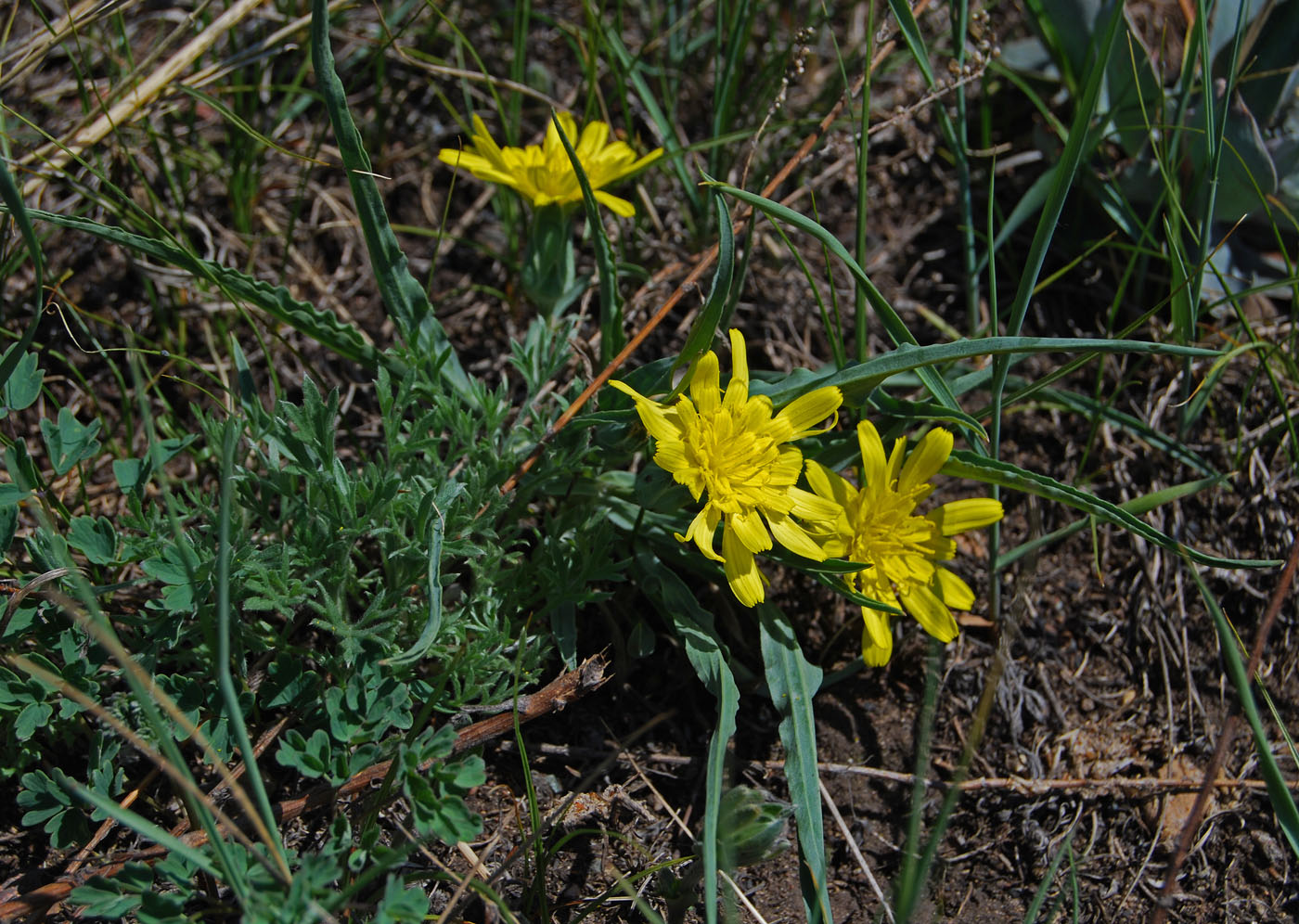 Image of Scorzonera austriaca specimen.