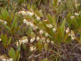 Chamaedaphne calyculata. Веточки с соцветиями. Хабаровский край, Ванинский р-н, долина р. Тумнин, лиственичная марь. 27.05.2011.