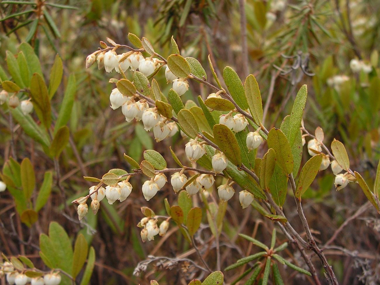 Image of Chamaedaphne calyculata specimen.