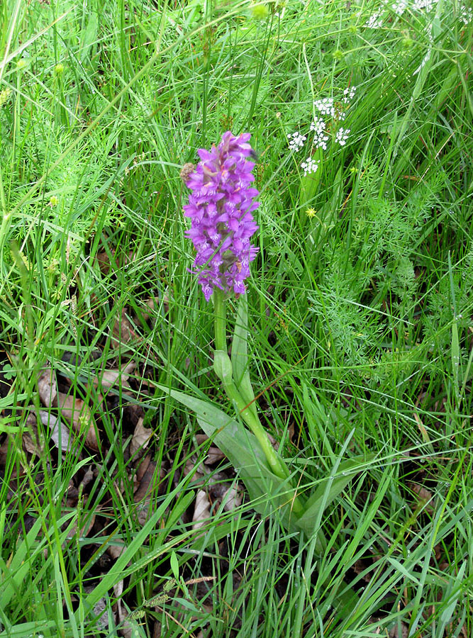 Image of Dactylorhiza majalis specimen.