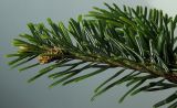 Abies nordmanniana. Верхняя часть веточки. Германия, г. Кемпен, в культуре. 05.05.2012.