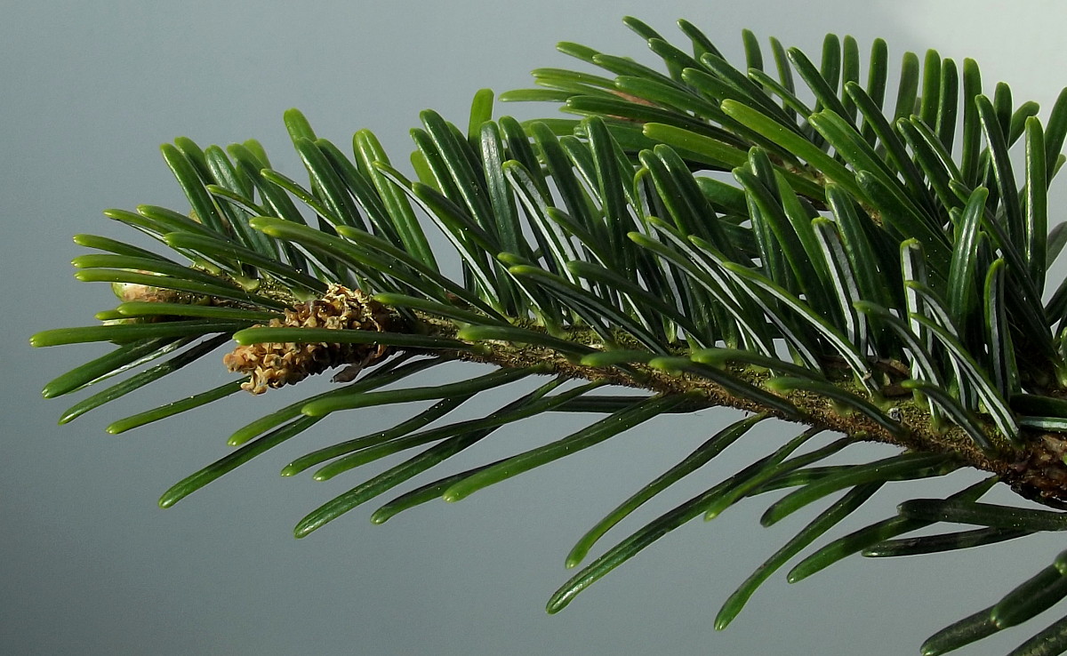 Изображение особи Abies nordmanniana.