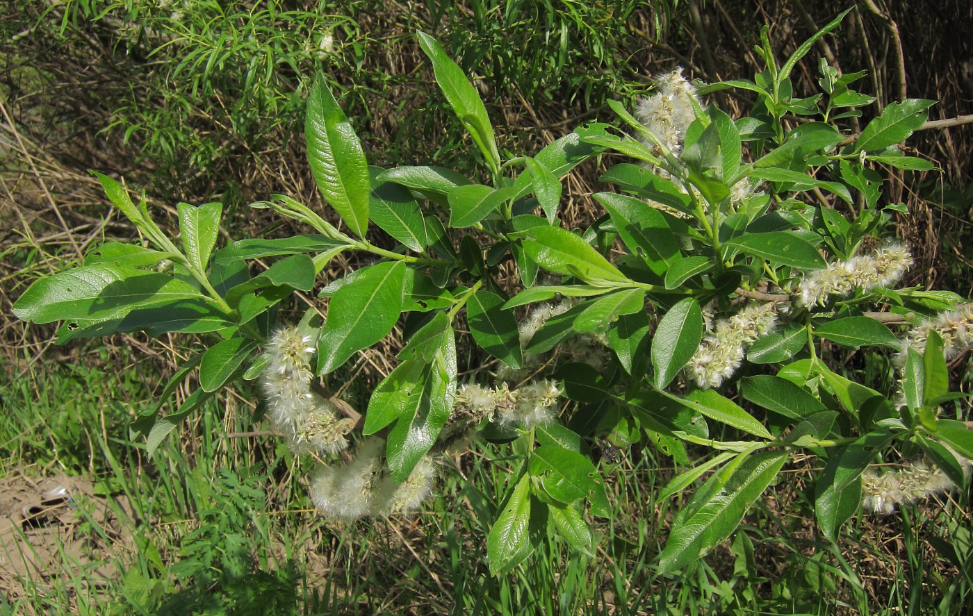 Image of Salix × laurina specimen.
