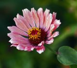 Zinnia elegans. Соцветие. Московская обл., дачный участок. 01.09.2007.