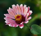 Zinnia elegans