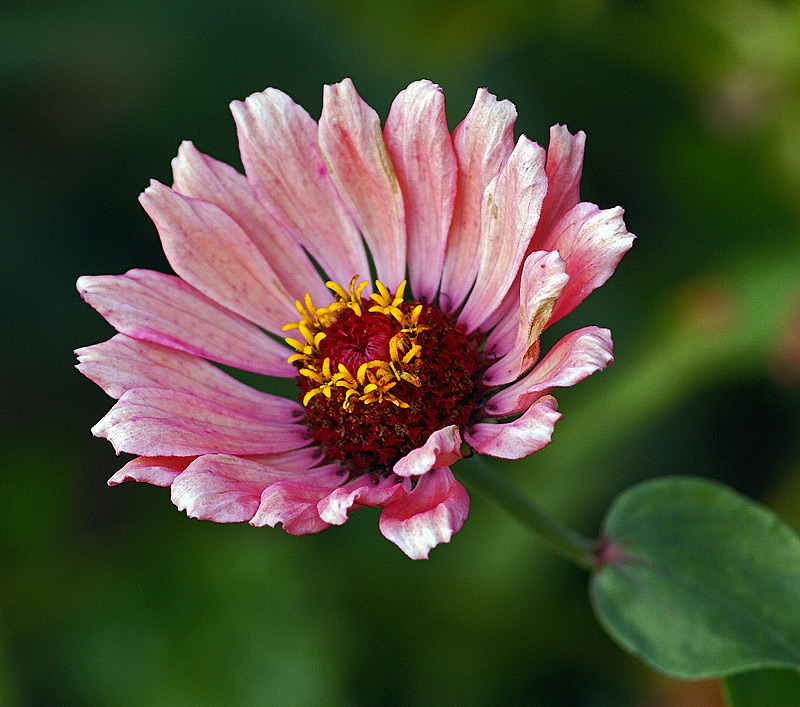 Image of Zinnia elegans specimen.