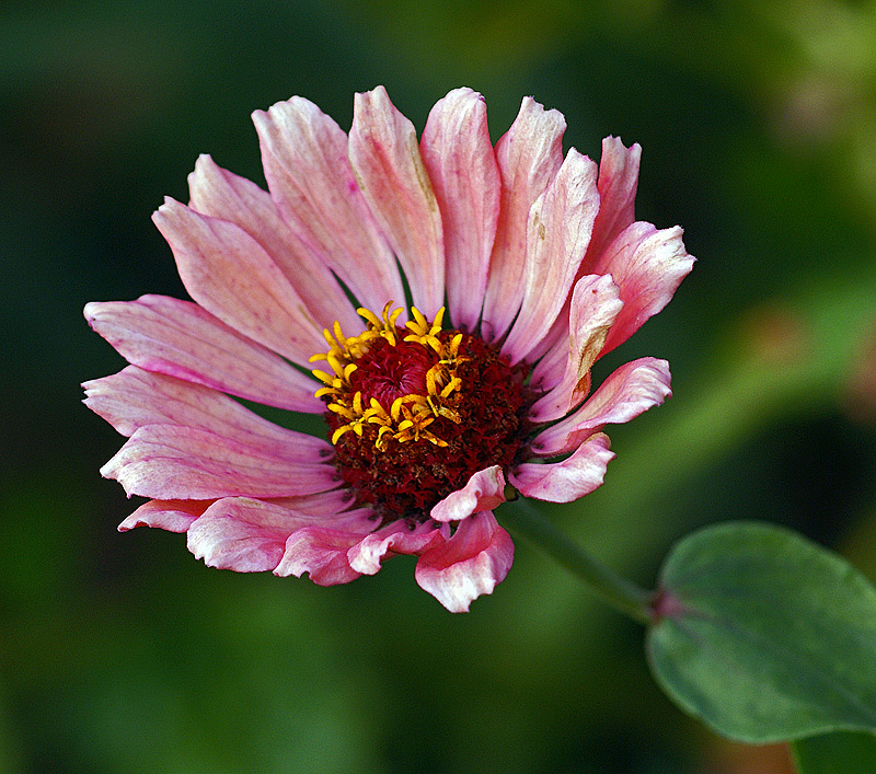 Изображение особи Zinnia elegans.