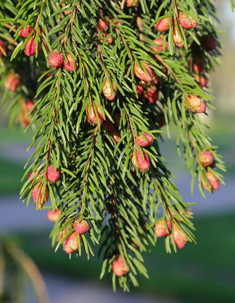 Изображение особи Picea abies.