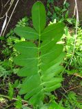 Sium latifolium